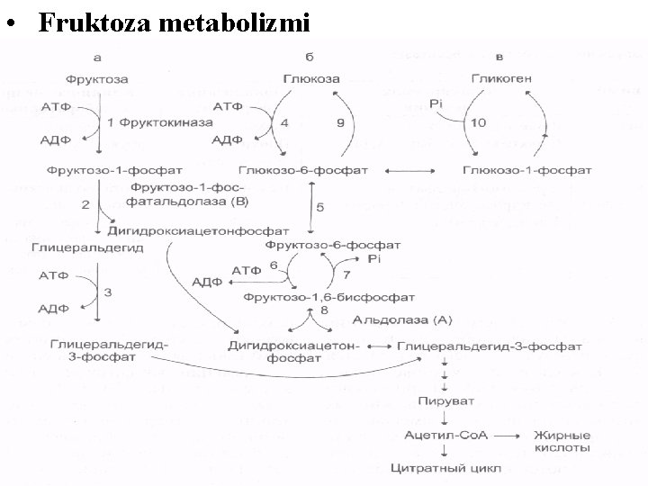  • Fruktoza metabolizmi 