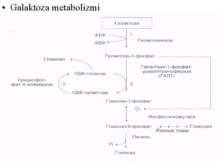  • Galaktoza metabolizmi 