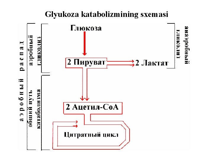 Glyukoza katabolizmining sxemasi 
