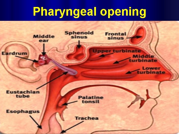 Pharyngeal opening 