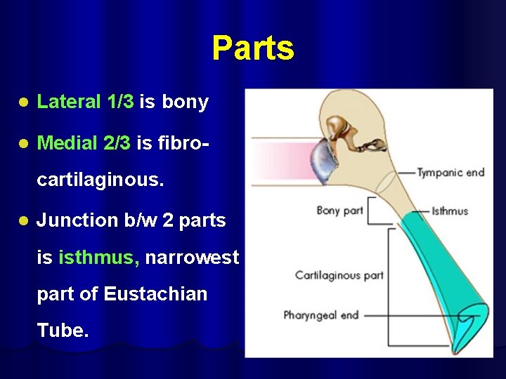 Parts l Lateral 1/3 is bony l Medial 2/3 is fibrocartilaginous. l Junction b/w