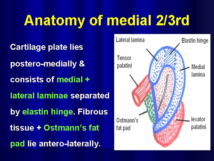 Anatomy of medial 2/3 rd Cartilage plate lies postero-medially & consists of medial +