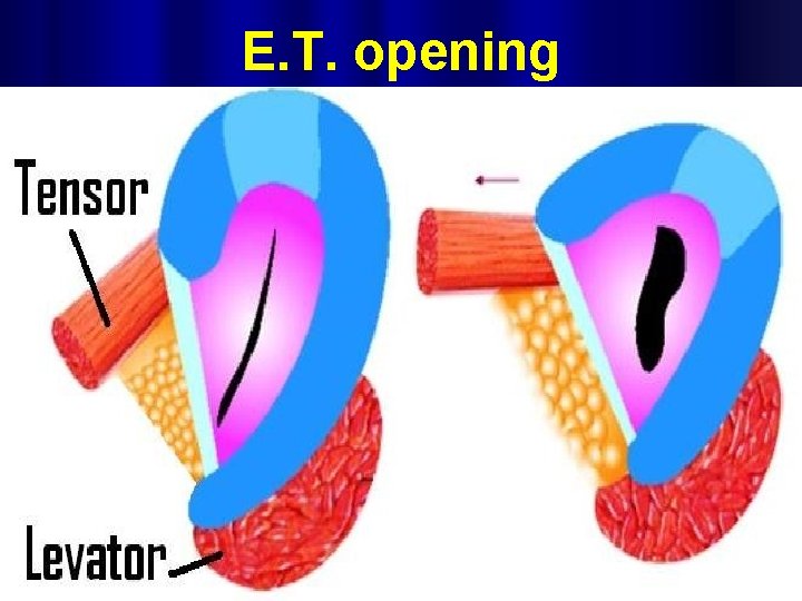 E. T. opening 