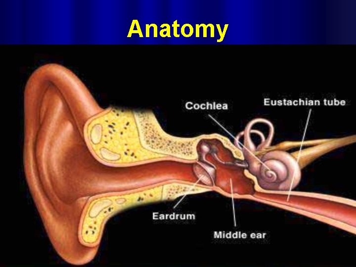 Anatomy 