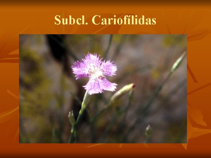 Subcl. Cariofílidas 