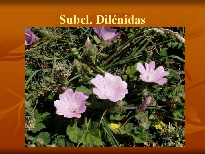 Subcl. Dilénidas 