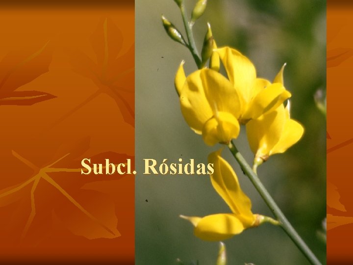 Subcl. Rósidas 