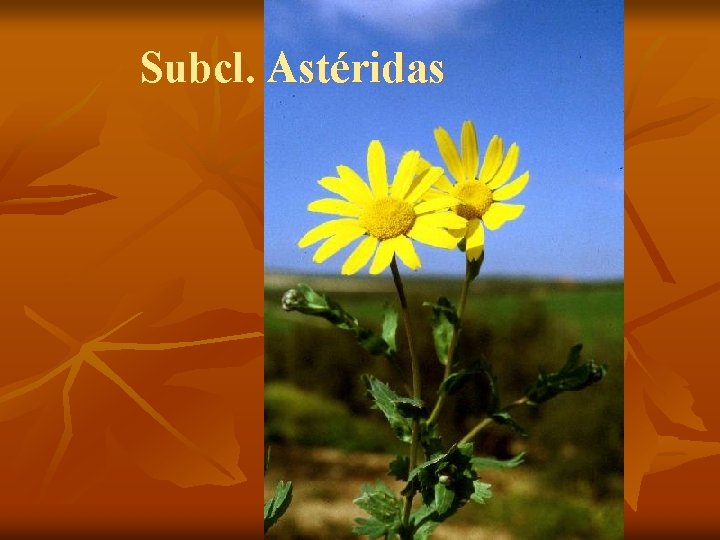 Subcl. Astéridas 