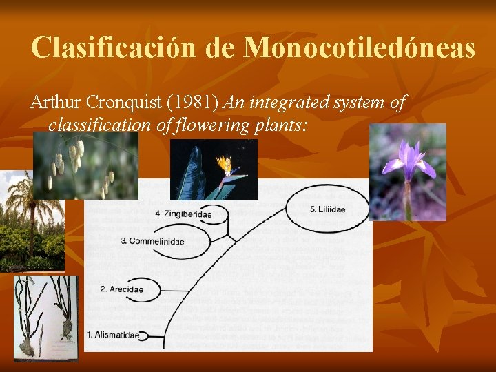 Clasificación de Monocotiledóneas Arthur Cronquist (1981) An integrated system of classification of flowering plants: