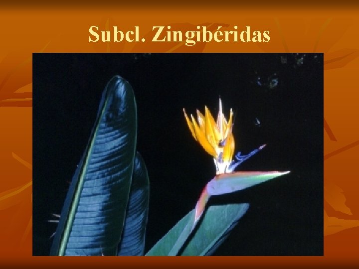 Subcl. Zingibéridas 