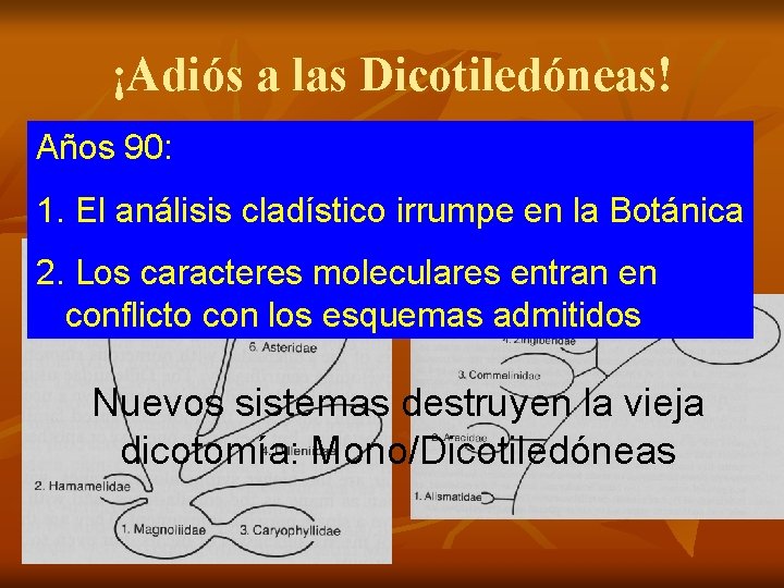 ¡Adiós a las Dicotiledóneas! Años 90: 1. El análisis cladístico irrumpe en la Botánica