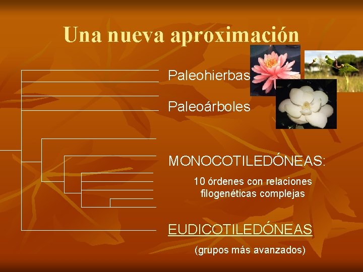 Una nueva aproximación Paleohierbas Paleoárboles MONOCOTILEDÓNEAS: 10 órdenes con relaciones filogenéticas complejas EUDICOTILEDÓNEAS (grupos