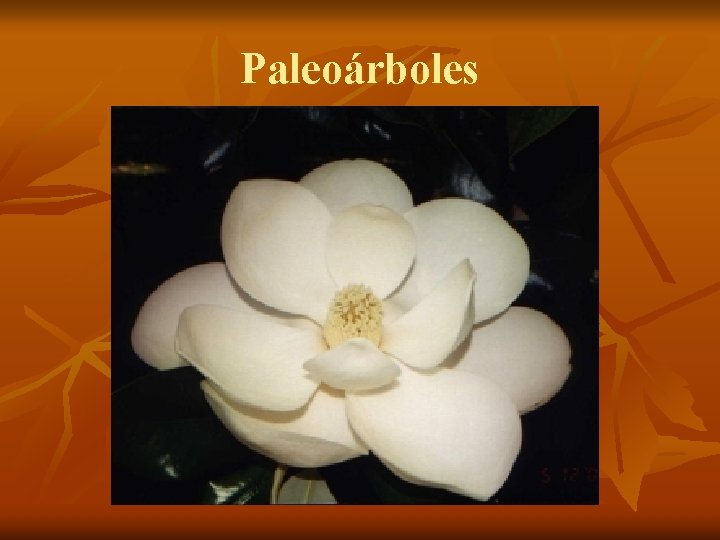 Paleoárboles 