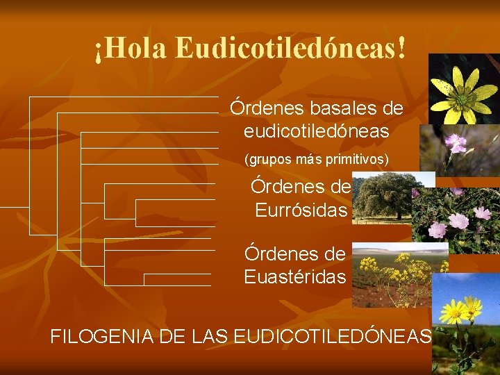 ¡Hola Eudicotiledóneas! Órdenes basales de eudicotiledóneas (grupos más primitivos) Órdenes de Eurrósidas Órdenes de