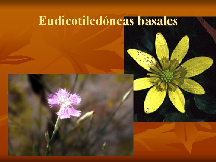 Eudicotiledóneas basales 