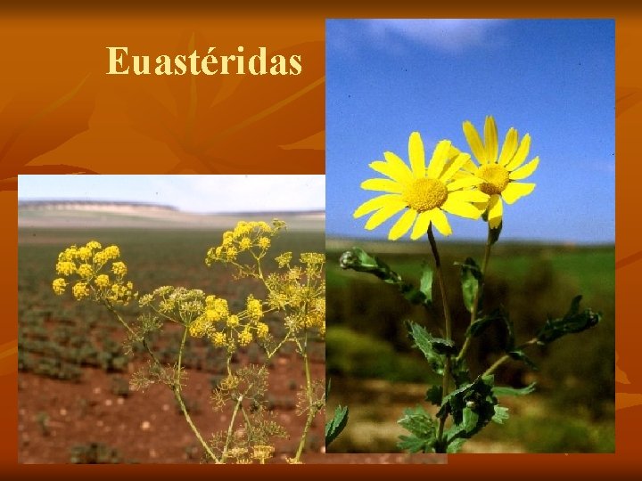 Euastéridas 