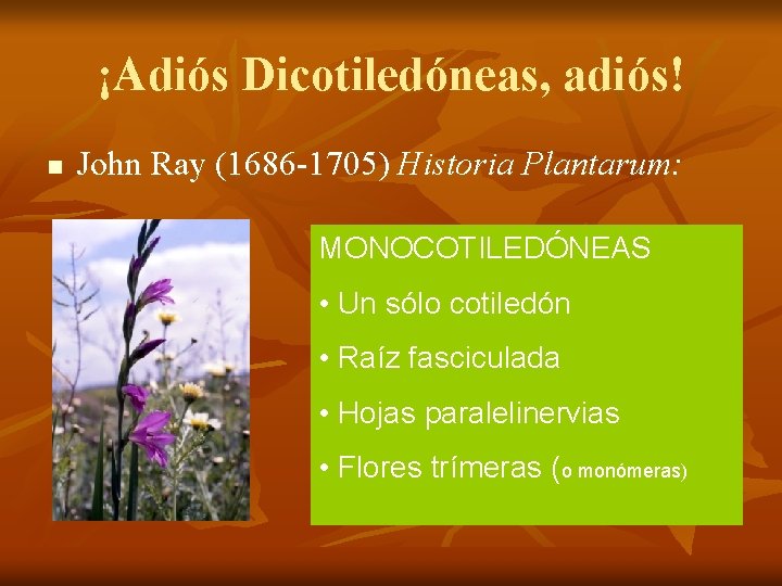 ¡Adiós Dicotiledóneas, adiós! n John Ray (1686 -1705) Historia Plantarum: MONOCOTILEDÓNEAS • Un sólo