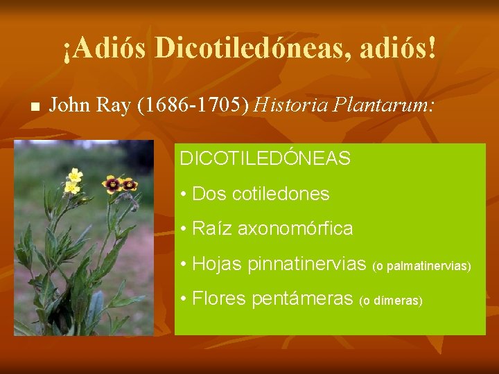 ¡Adiós Dicotiledóneas, adiós! n John Ray (1686 -1705) Historia Plantarum: DICOTILEDÓNEAS • Dos cotiledones