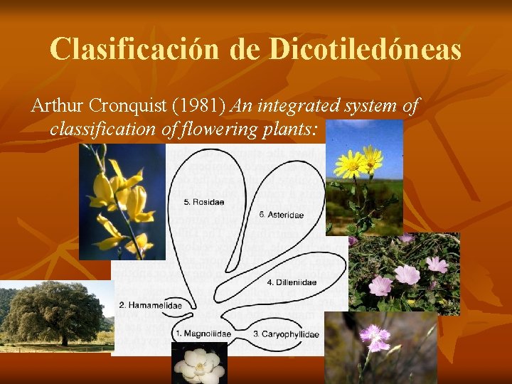 Clasificación de Dicotiledóneas Arthur Cronquist (1981) An integrated system of classification of flowering plants: