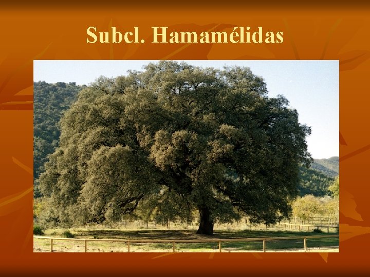 Subcl. Hamamélidas 