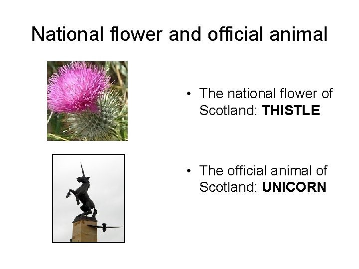 National flower and official animal • The national flower of Scotland: THISTLE • The