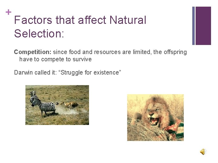 + Factors that affect Natural Selection: Competition: since food and resources are limited, the