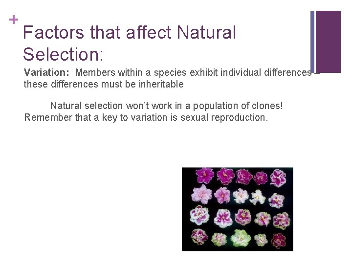 + Factors that affect Natural Selection: Variation: Members within a species exhibit individual differences