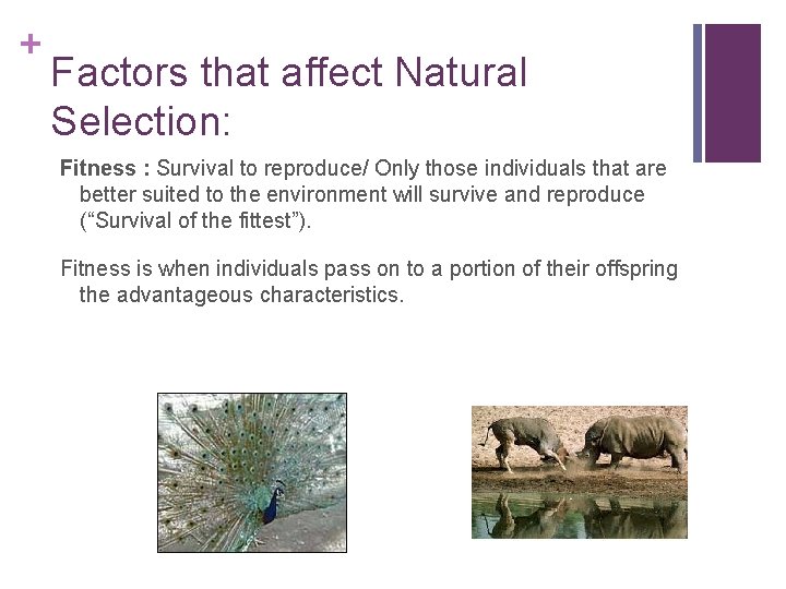+ Factors that affect Natural Selection: Fitness : Survival to reproduce/ Only those individuals