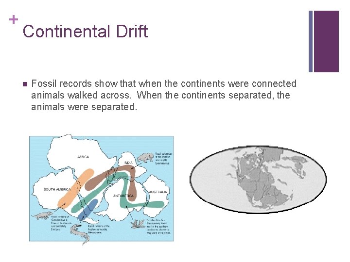 + Continental Drift n Fossil records show that when the continents were connected animals