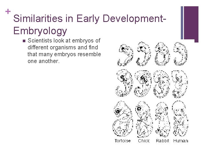 + Similarities in Early Development- Embryology n Scientists look at embryos of different organisms
