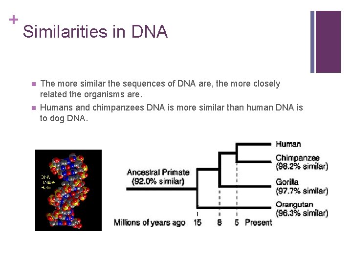 + Similarities in DNA n The more similar the sequences of DNA are, the