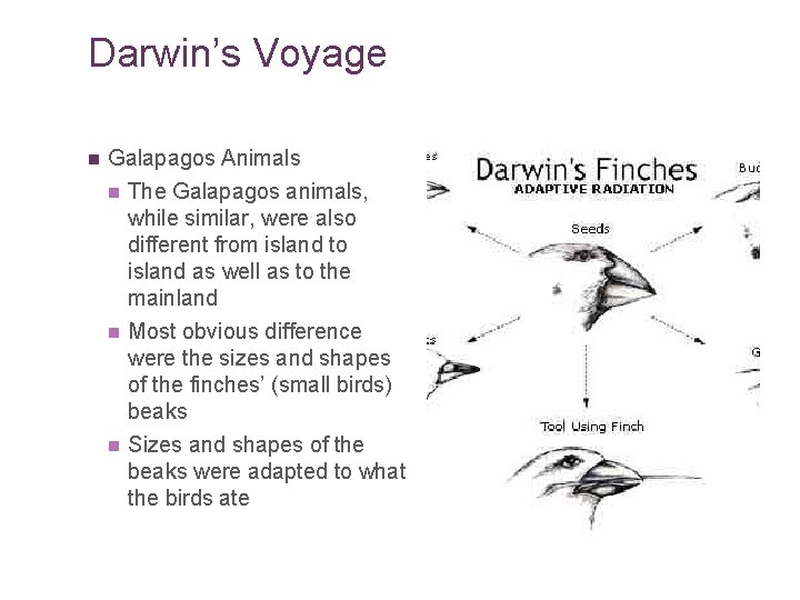 Darwin’s Voyage n Galapagos Animals n The Galapagos animals, while similar, were also different