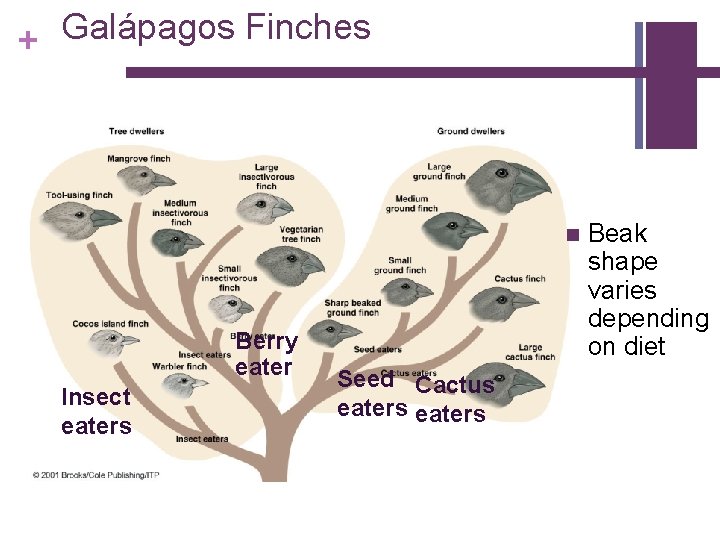 Galápagos Finches + n Berry eater Insect eaters Seed Cactus eaters Beak shape varies