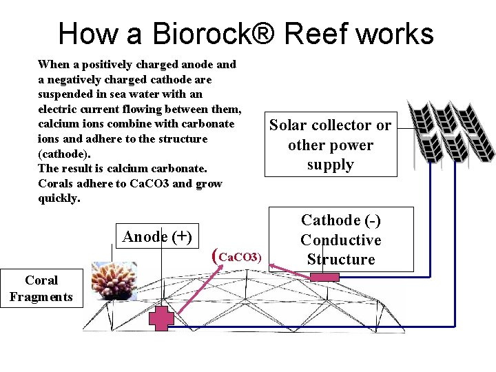 How a Biorock® Reef works When a positively charged anode and a negatively charged