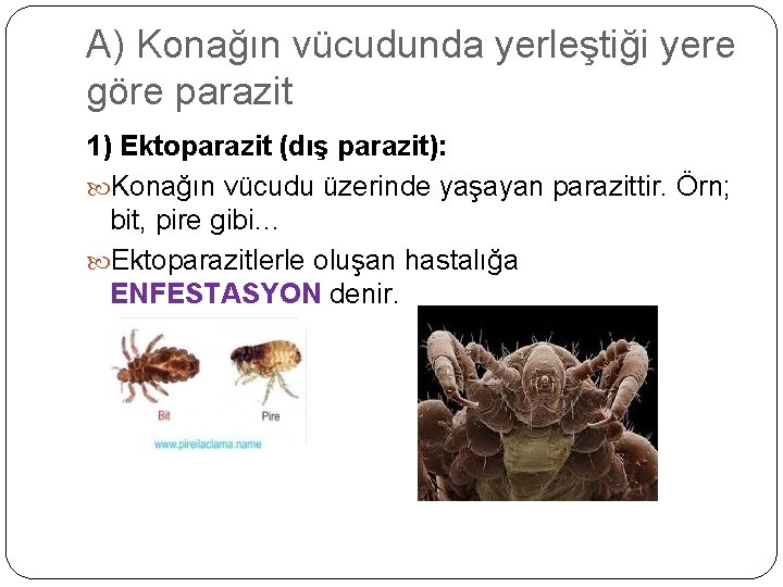 A) Konağın vücudunda yerleştiği yere göre parazit 1) Ektoparazit (dış parazit): Konağın vücudu üzerinde