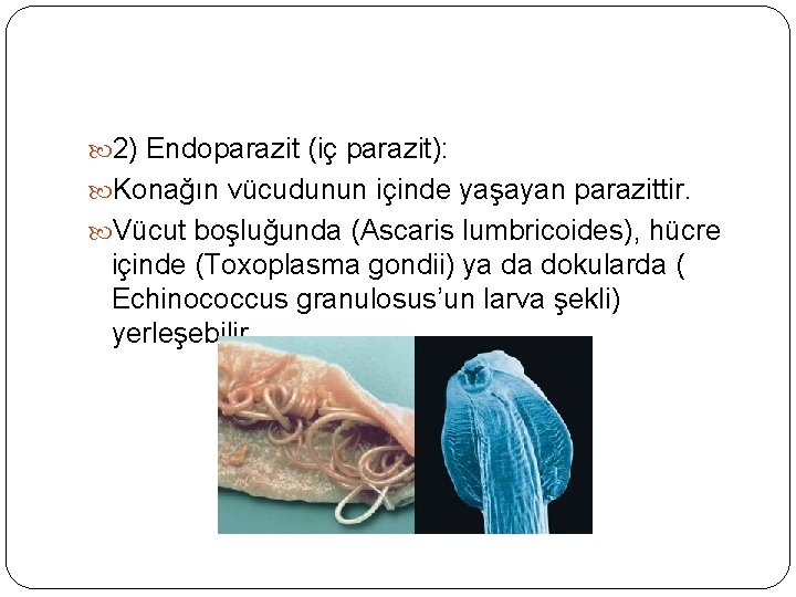  2) Endoparazit (iç parazit): Konağın vücudunun içinde yaşayan parazittir. Vücut boşluğunda (Ascaris lumbricoides),