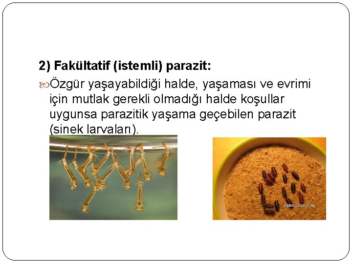 2) Fakültatif (istemli) parazit: Özgür yaşayabildiği halde, yaşaması ve evrimi için mutlak gerekli olmadığı