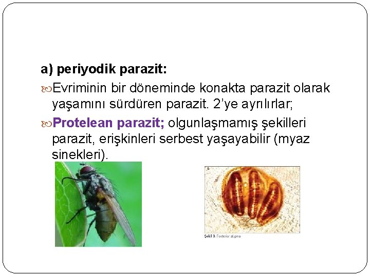 a) periyodik parazit: Evriminin bir döneminde konakta parazit olarak yaşamını sürdüren parazit. 2’ye ayrılırlar;