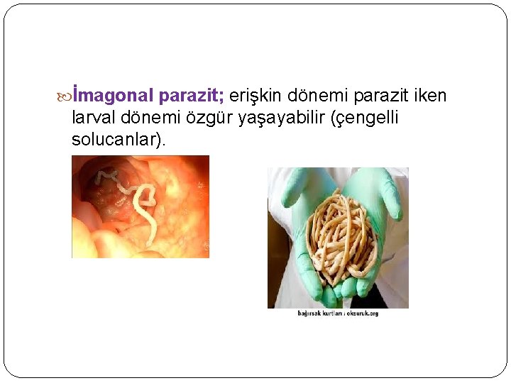  İmagonal parazit; erişkin dönemi parazit iken larval dönemi özgür yaşayabilir (çengelli solucanlar). 