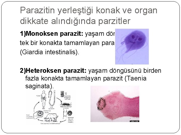 Parazitin yerleştiği konak ve organ dikkate alındığında parzitler 1)Monoksen parazit: yaşam döngüsünü tek bir
