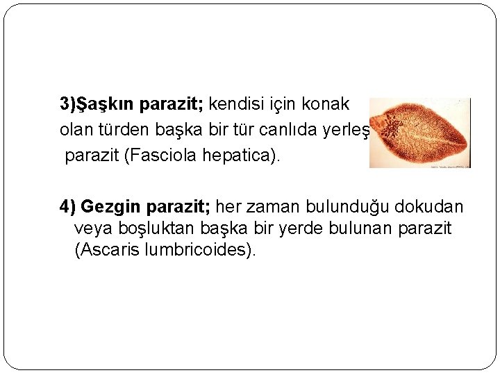 3)Şaşkın parazit; kendisi için konak olan türden başka bir tür canlıda yerleşen parazit (Fasciola