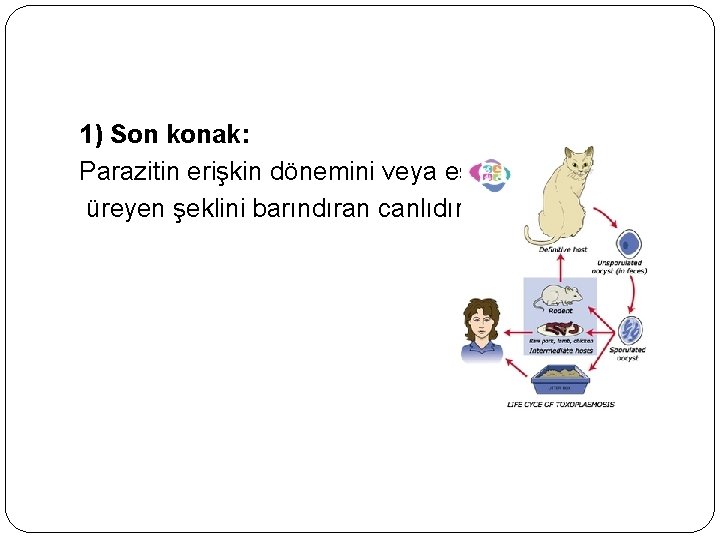 1) Son konak: Parazitin erişkin dönemini veya eşeyli üreyen şeklini barındıran canlıdır. 