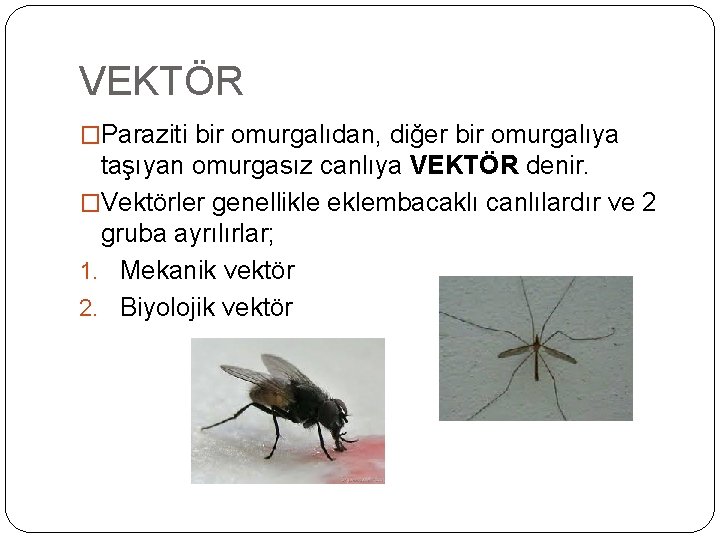 VEKTÖR �Paraziti bir omurgalıdan, diğer bir omurgalıya taşıyan omurgasız canlıya VEKTÖR denir. �Vektörler genellikle