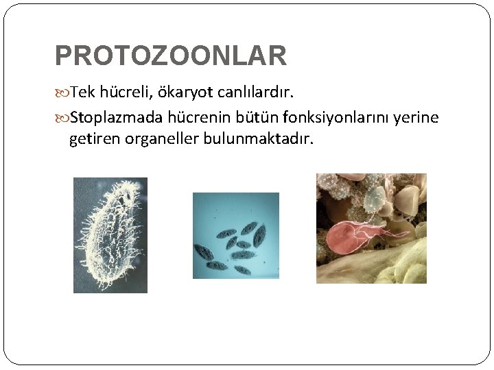 PROTOZOONLAR Tek hücreli, ökaryot canlılardır. Stoplazmada hücrenin bütün fonksiyonlarını yerine getiren organeller bulunmaktadır. 