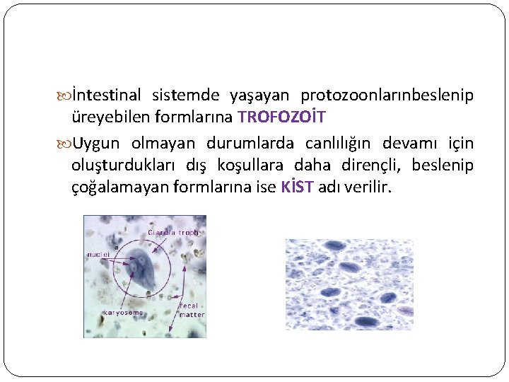  İntestinal sistemde yaşayan protozoonlarınbeslenip üreyebilen formlarına TROFOZOİT Uygun olmayan durumlarda canlılığın devamı için