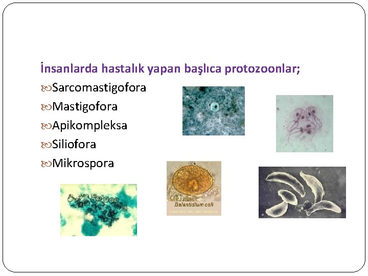 İnsanlarda hastalık yapan başlıca protozoonlar; Sarcomastigofora Mastigofora Apikompleksa Siliofora Mikrospora 