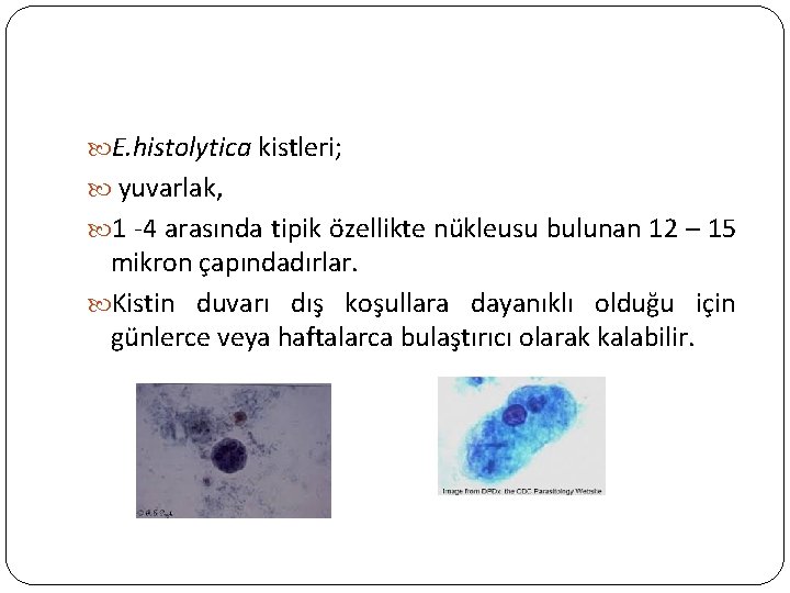  E. histolytica kistleri; yuvarlak, 1 -4 arasında tipik özellikte nükleusu bulunan 12 –