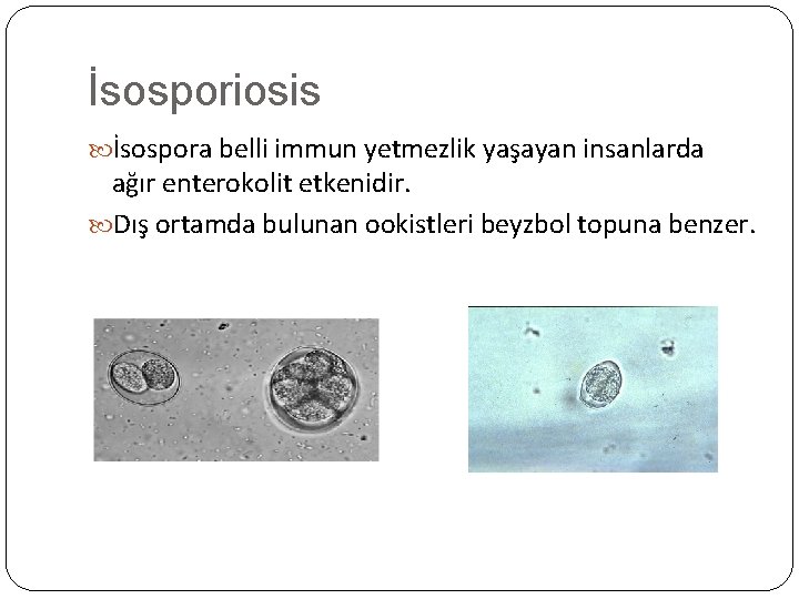 İsosporiosis İsospora belli immun yetmezlik yaşayan insanlarda ağır enterokolit etkenidir. Dış ortamda bulunan ookistleri
