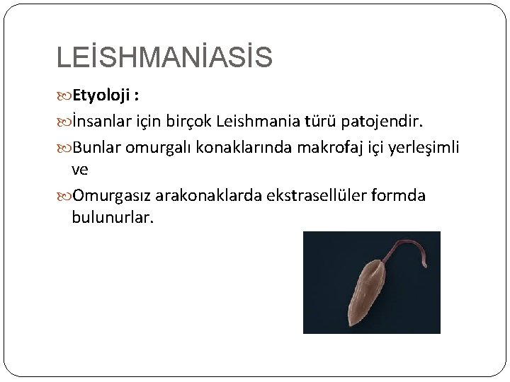 LEİSHMANİASİS Etyoloji : İnsanlar için birçok Leishmania türü patojendir. Bunlar omurgalı konaklarında makrofaj içi