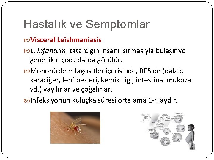 Hastalık ve Semptomlar Visceral Leishmaniasis L. infantum tatarcığın insanı ısırmasıyla bulaşır ve genellikle çocuklarda